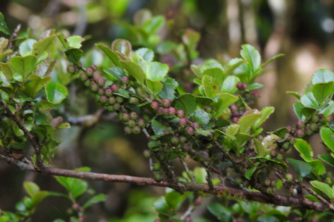 Image de Eurya crenatifolia (Yamamoto) Kobuski