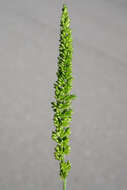 Image of Setaria verticillata var. ambigua Guss.