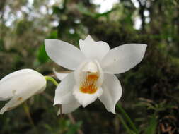 Image of Coelogyne mooreana Rolfe