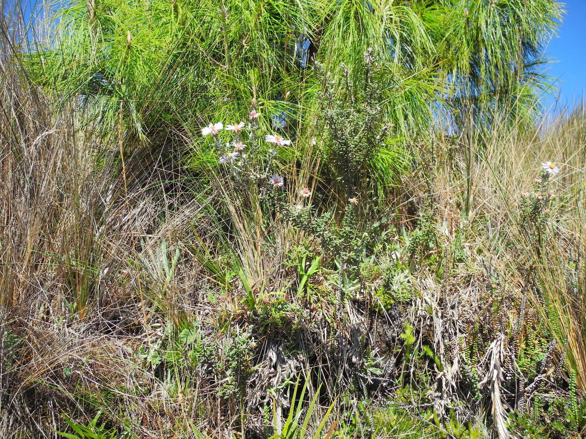 Image of Diplostephium oblanceolatum S. F. Blake