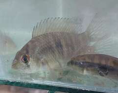 Image de Gymnogeophagus meridionalis Reis & Malabarba 1988