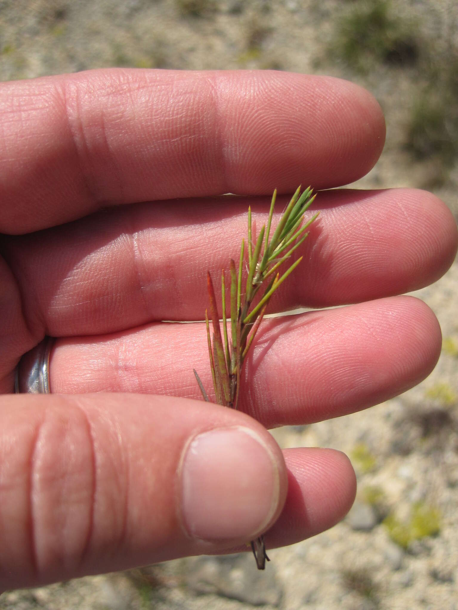 Image of yellow nailwort