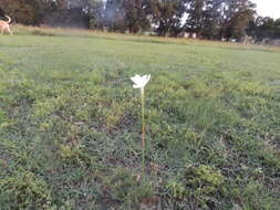 Image of Evening Rain-Lily