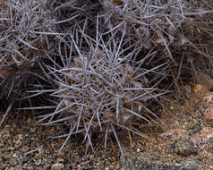 Image of Copiapoa megarhiza var. echinata (F. Ritter) A. E. Hoffm.