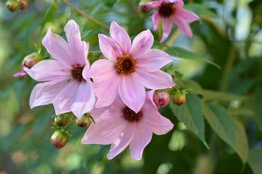 Image of Dahlia apiculata (Sherff) P. D. Sorensen