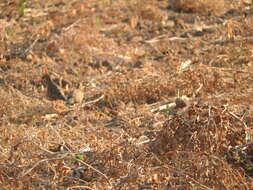 Image of Elegant Quail