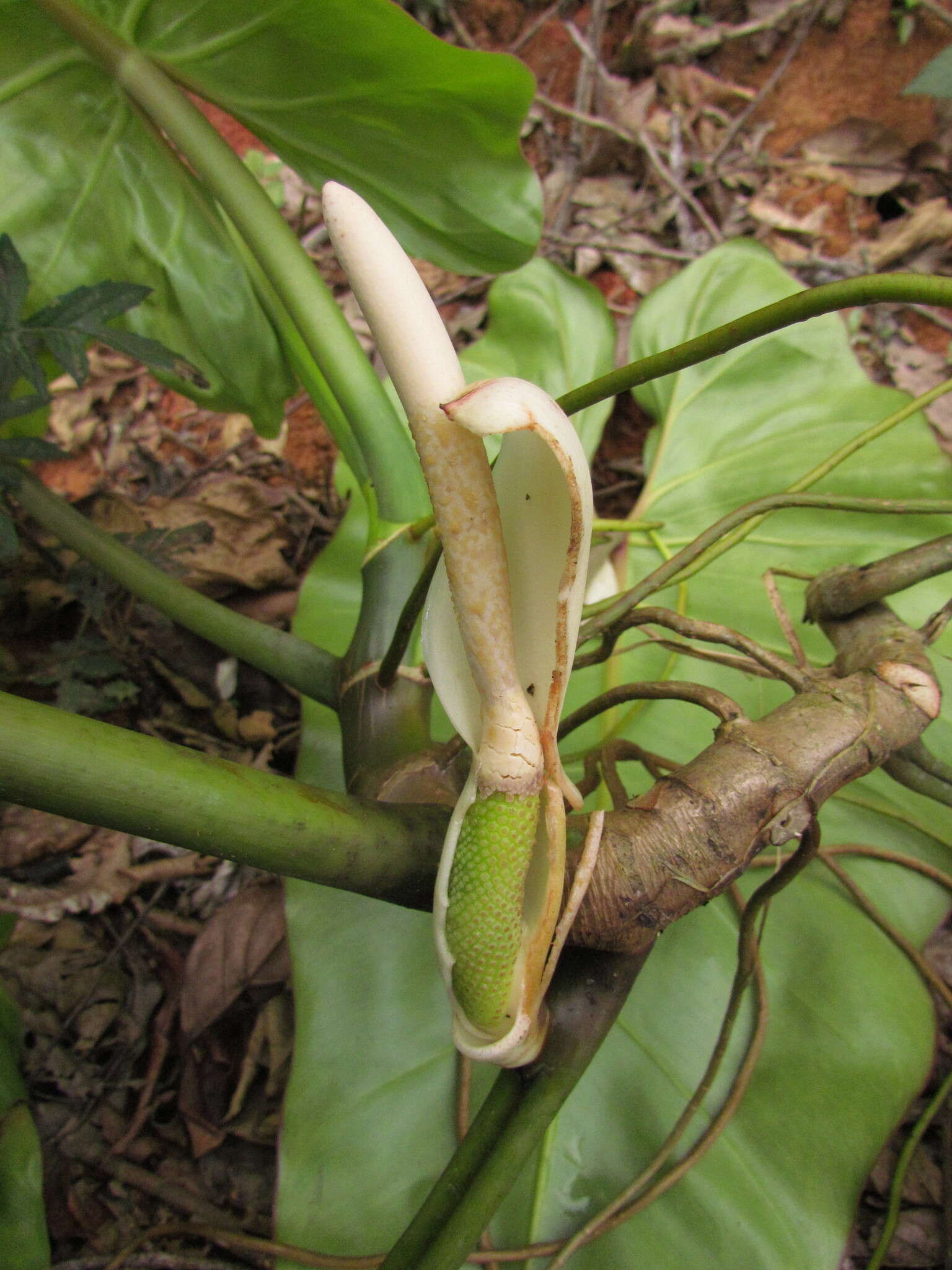 Image of Philodendron appendiculatum Nadruz & Mayo