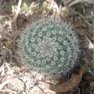 Parodia scopa (Spreng.) N. P. Taylor resmi