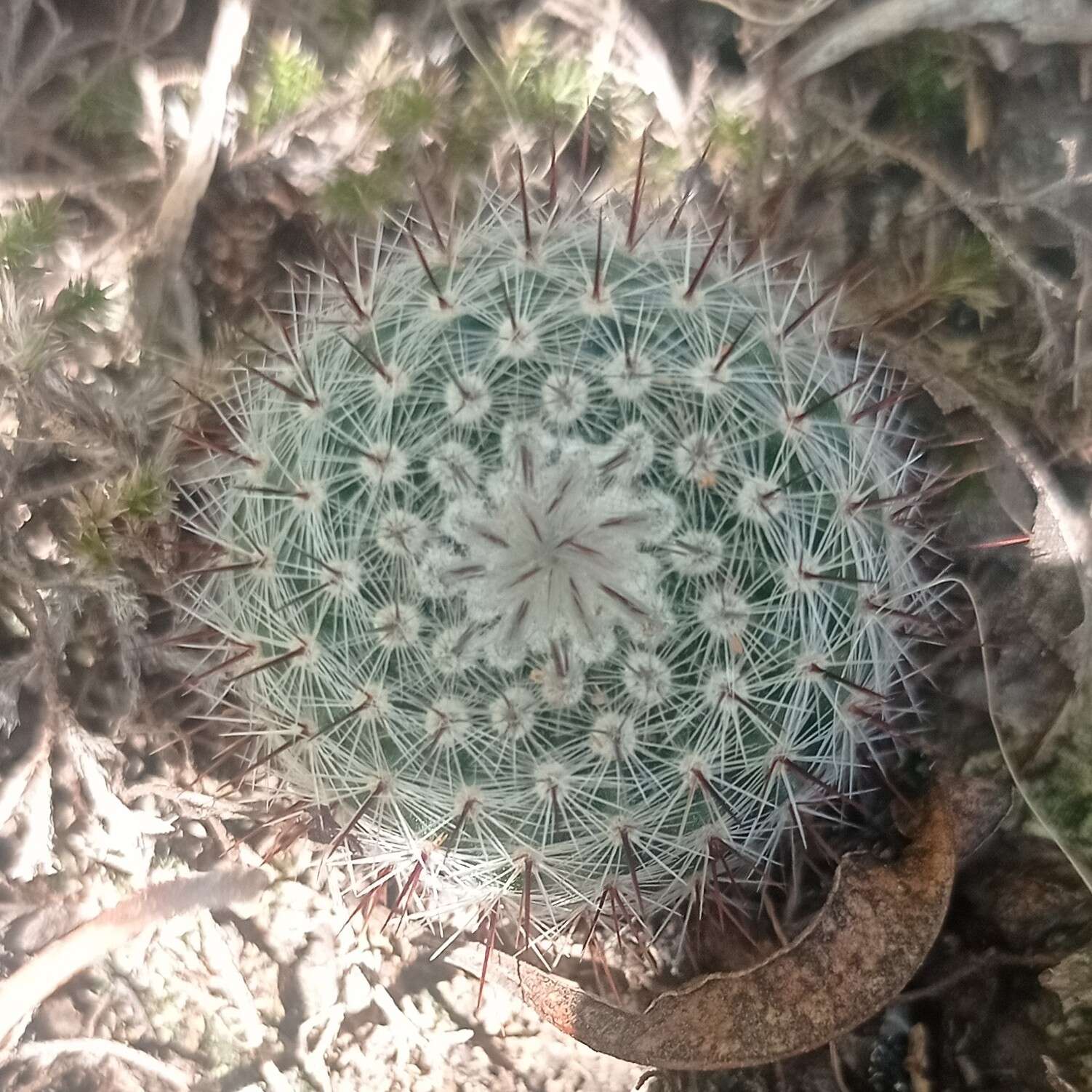 Parodia scopa (Spreng.) N. P. Taylor resmi