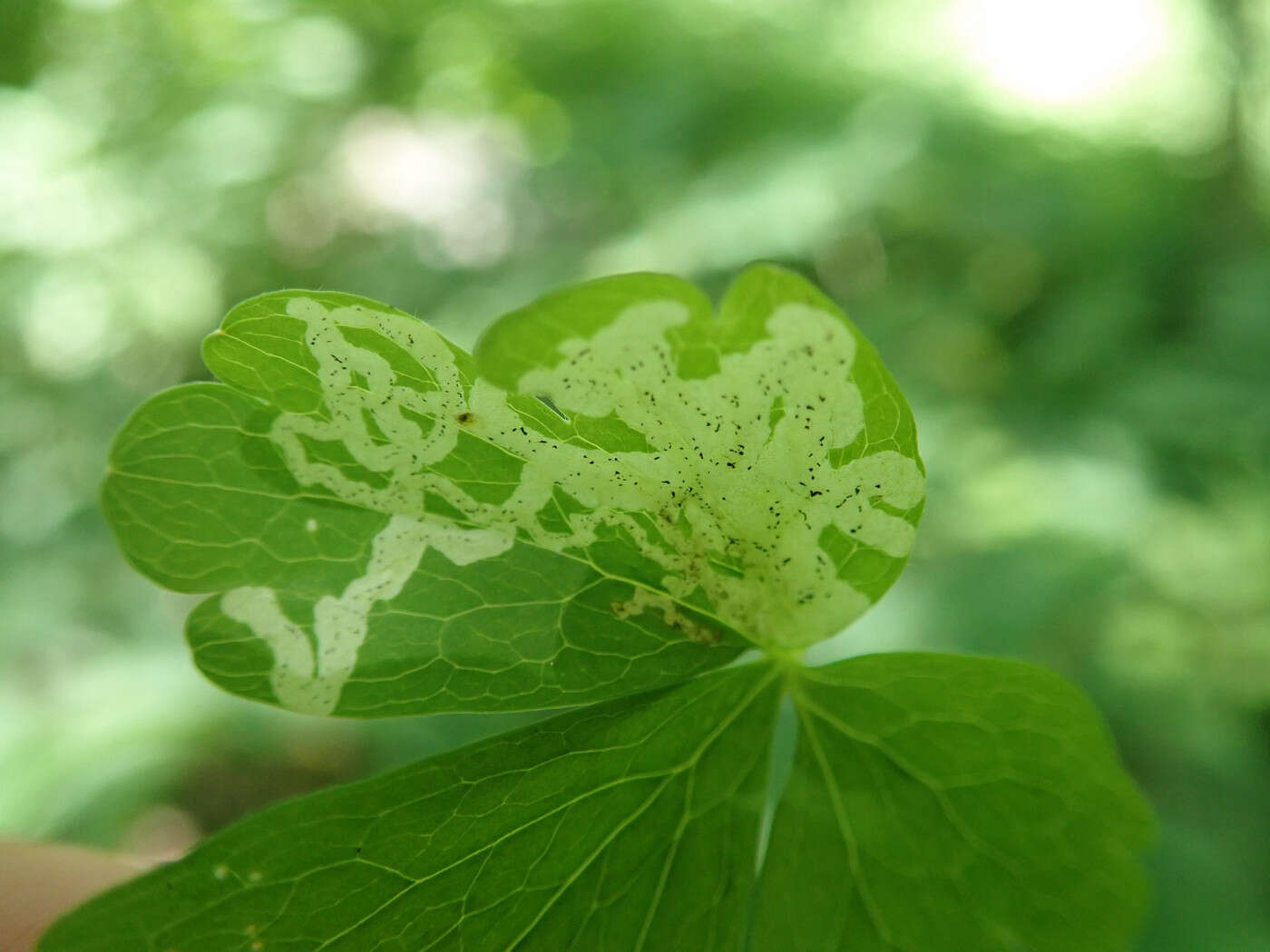 Phytomyza minuscula Goureau 1851 resmi