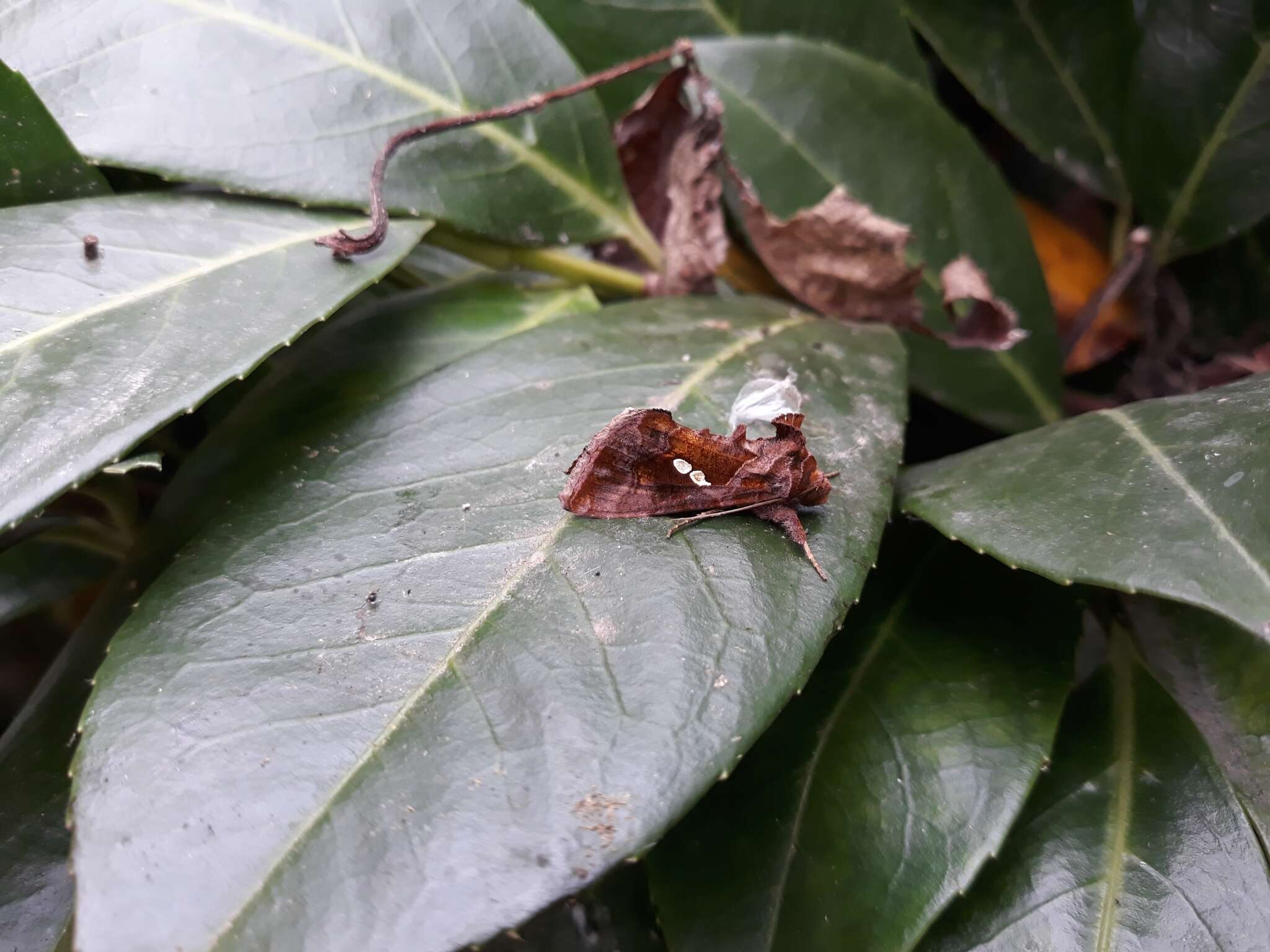 Image of Cutworm