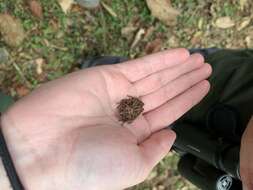 Image of Chiriqui Robber Frog