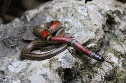 Image de Scaphiodontophis annulatus (A. M. C. Duméril, Bibron & A. H. A. Duméril 1854)