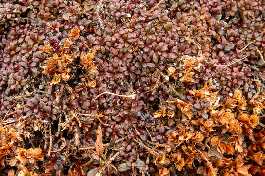 Image of pincushion plant