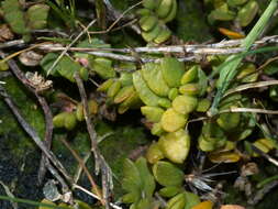 Plancia ëd Wilsonia rotundifolia Hook.