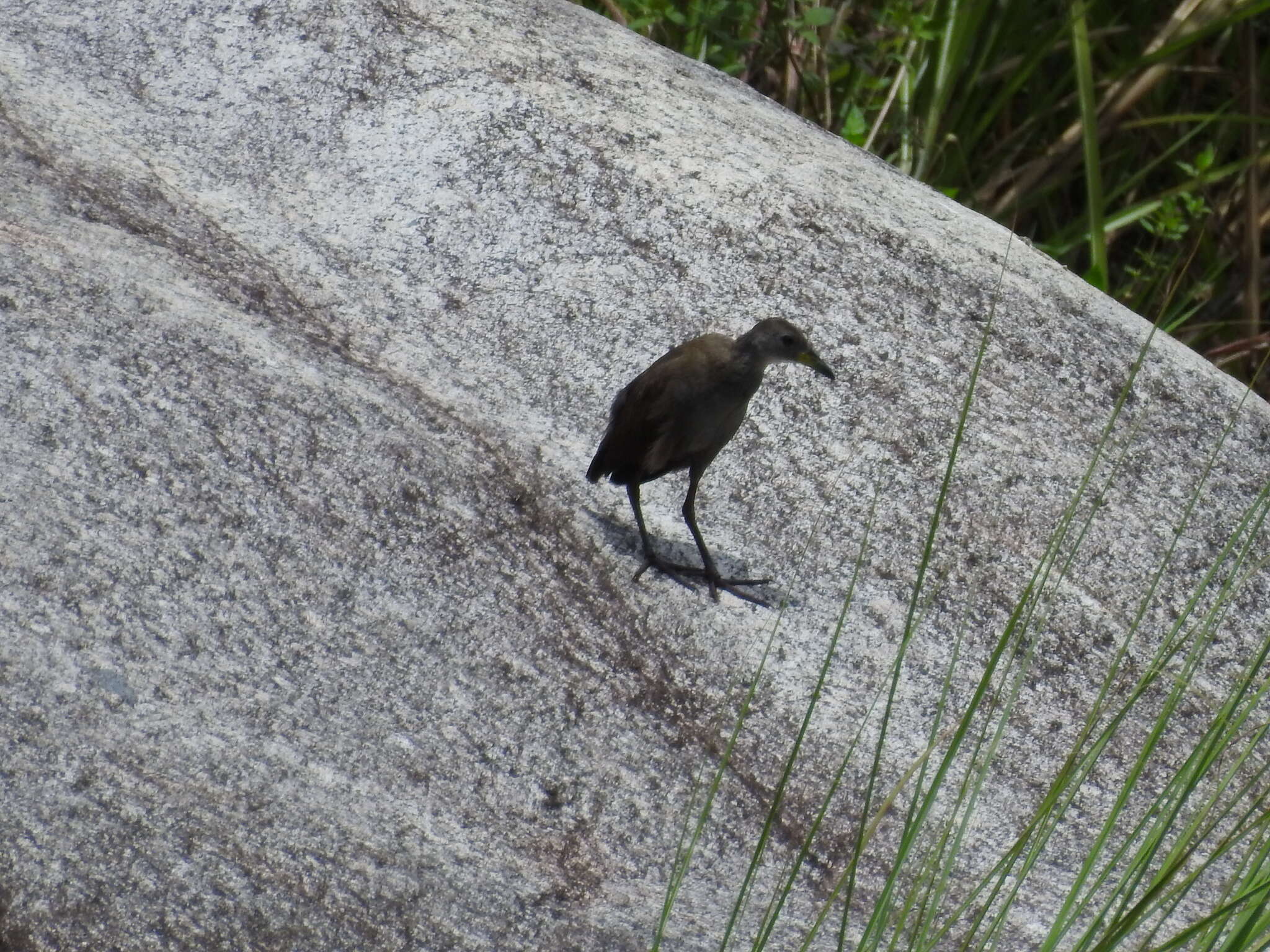 Image of Brown Crake