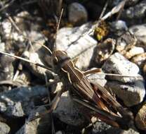 Image of Arcyptera (Pararcyptera) brevipennis subsp. vicheti Harz 1975