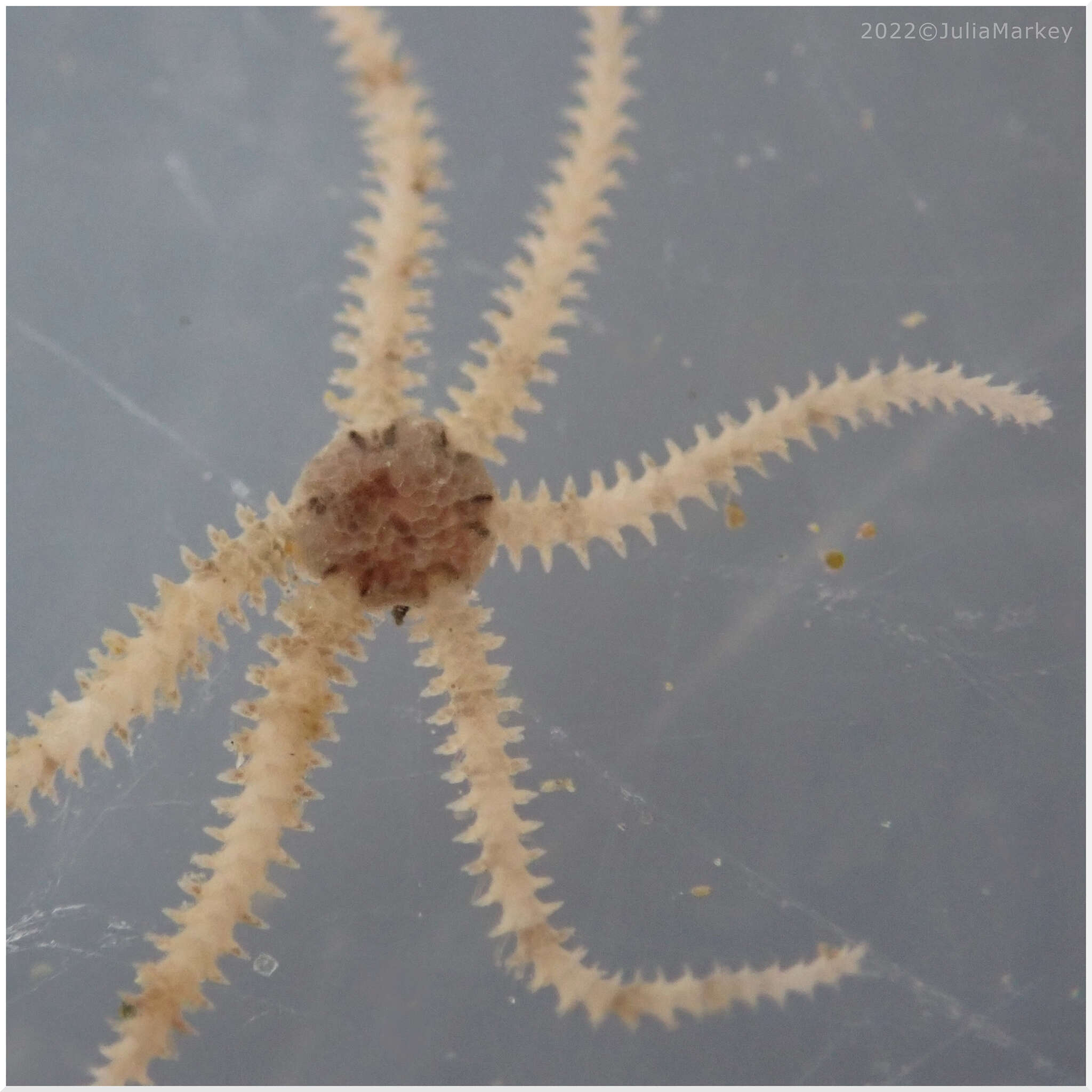 Image of Savigny's brittle star