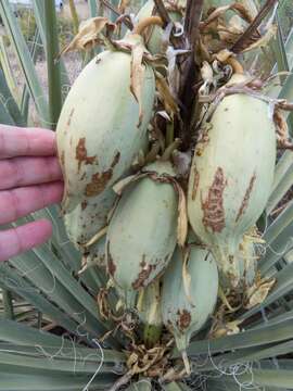 Yucca baccata Torr. resmi