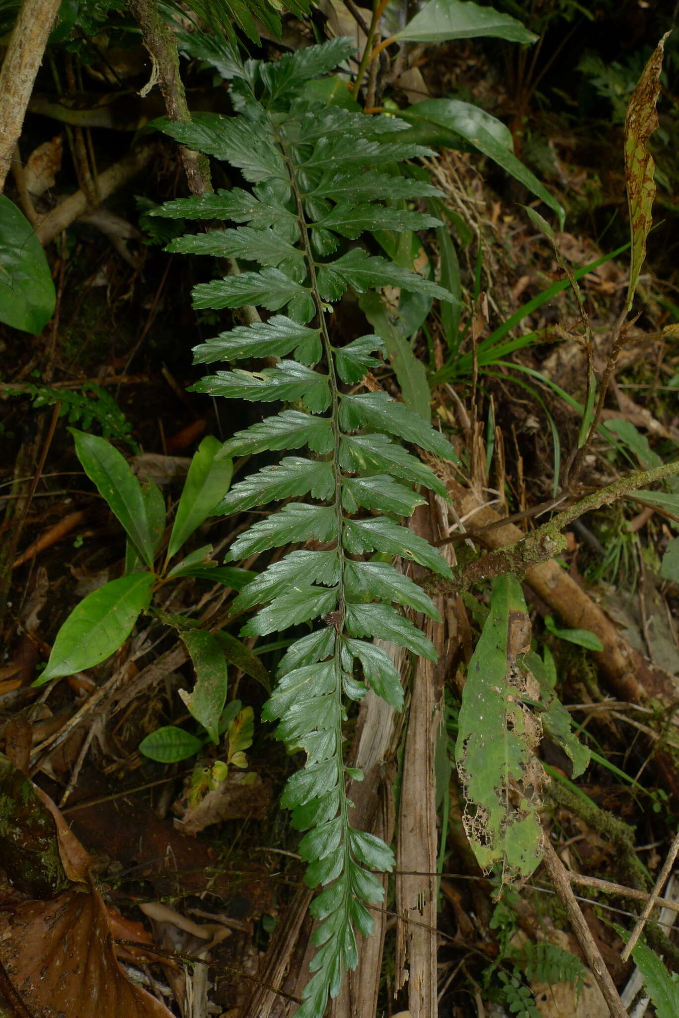 Imagem de Asplenium lobulatum Mett.