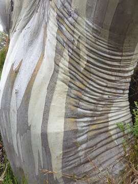 Image of Eucalyptus pauciflora subsp. niphophila (Maiden & Blakely) L. A. S. Johnson & Blaxell