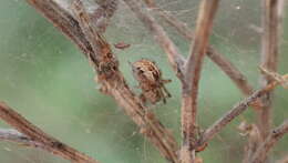 Image of Kochiura aulica (C. L. Koch 1838)