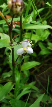 Image of Tripogandra glandulosa (Seub.) Rohweder