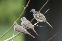 Image of Barred Dove