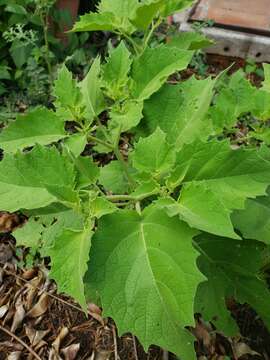 Plancia ëd Physalis nicandroides Schltdl.