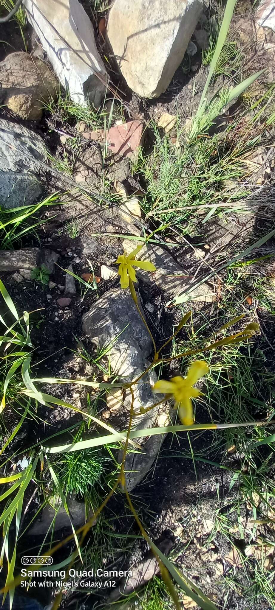 Image of Bobartia paniculata G. J. Lewis