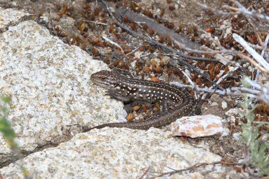 Image of Liopholis guthega (Donnellan, Hutchinson, Dempsey & Osborne 2002)