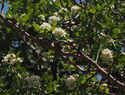 Image de Crataegus sinaica Boiss.