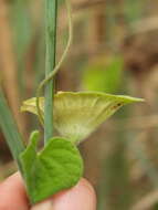 Image of Ipomoea pileata Roxb.