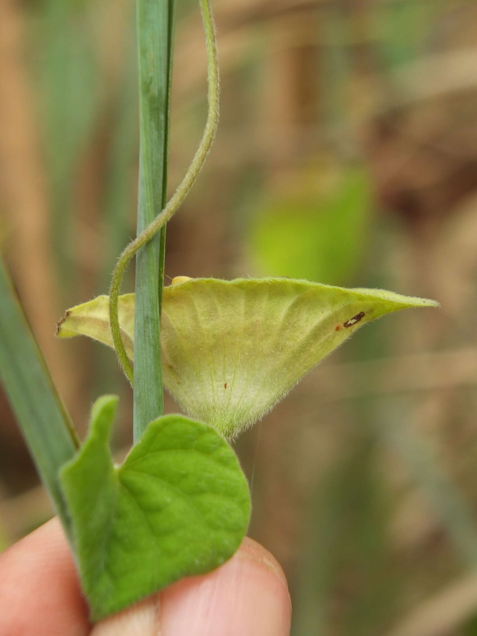 Image of Ipomoea pileata Roxb.