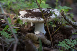 Image of Western North American Destroying Angel