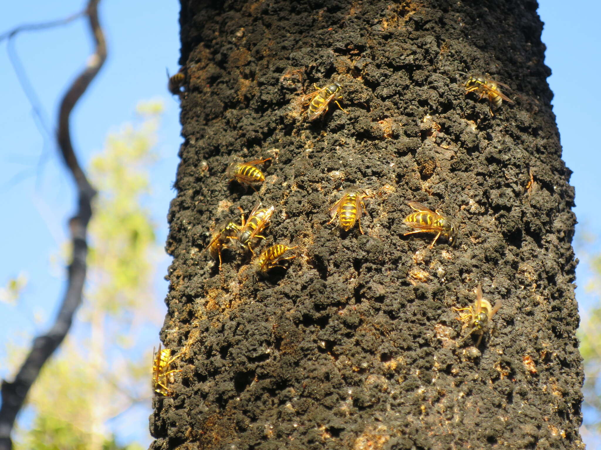 Image of Common wasp