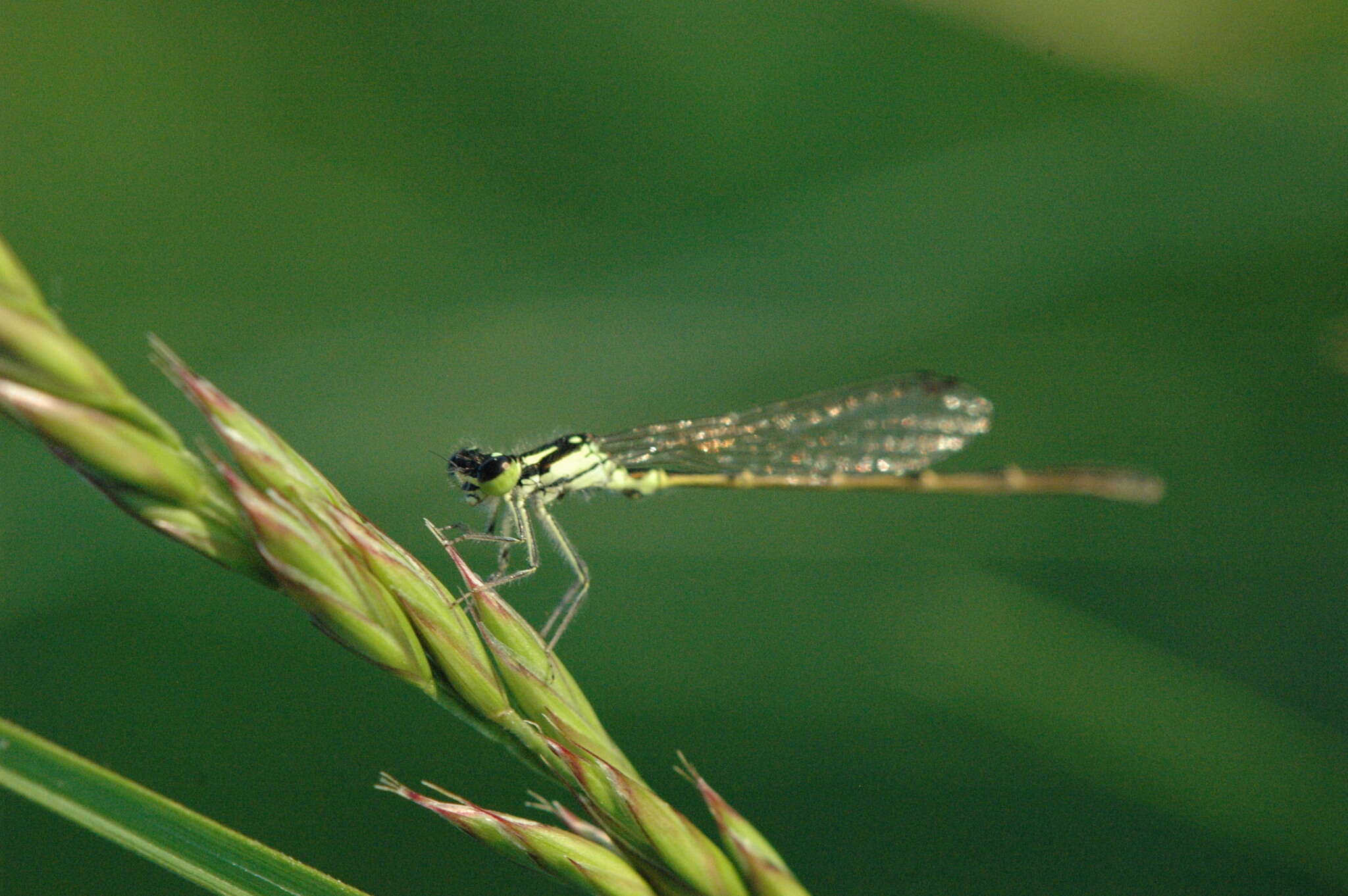 Image de Agrion Posé