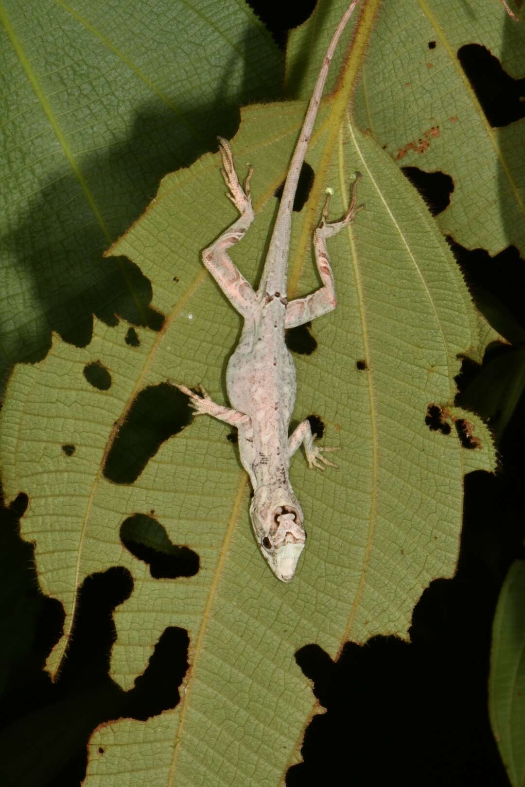 Image of Anolis lyra Poe, Velasco, Miyata & Williams 2009