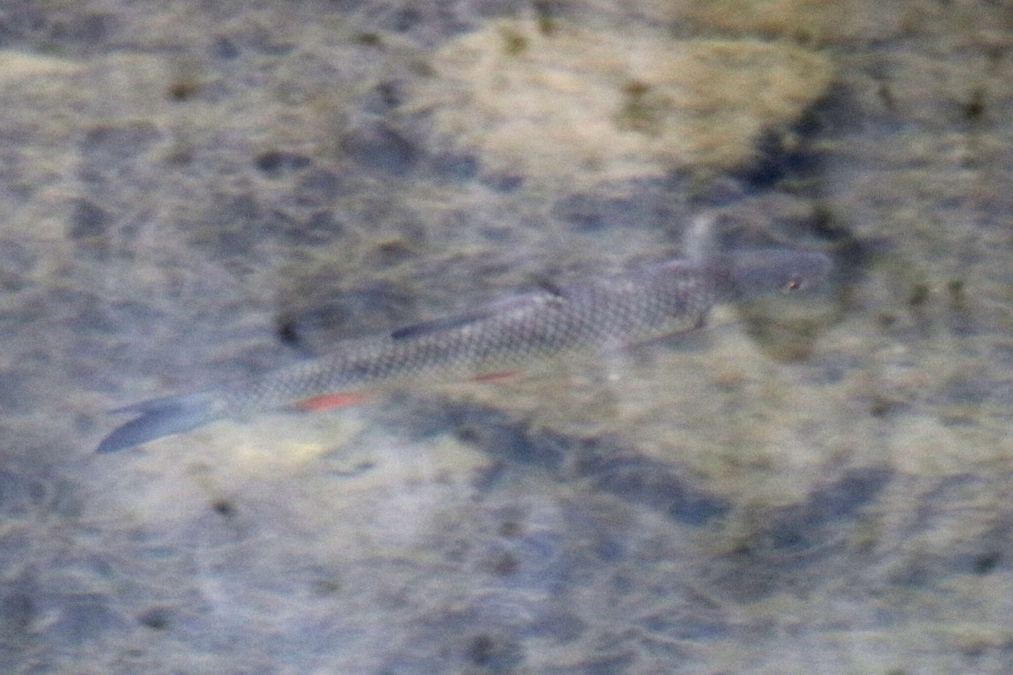 Image of European chub