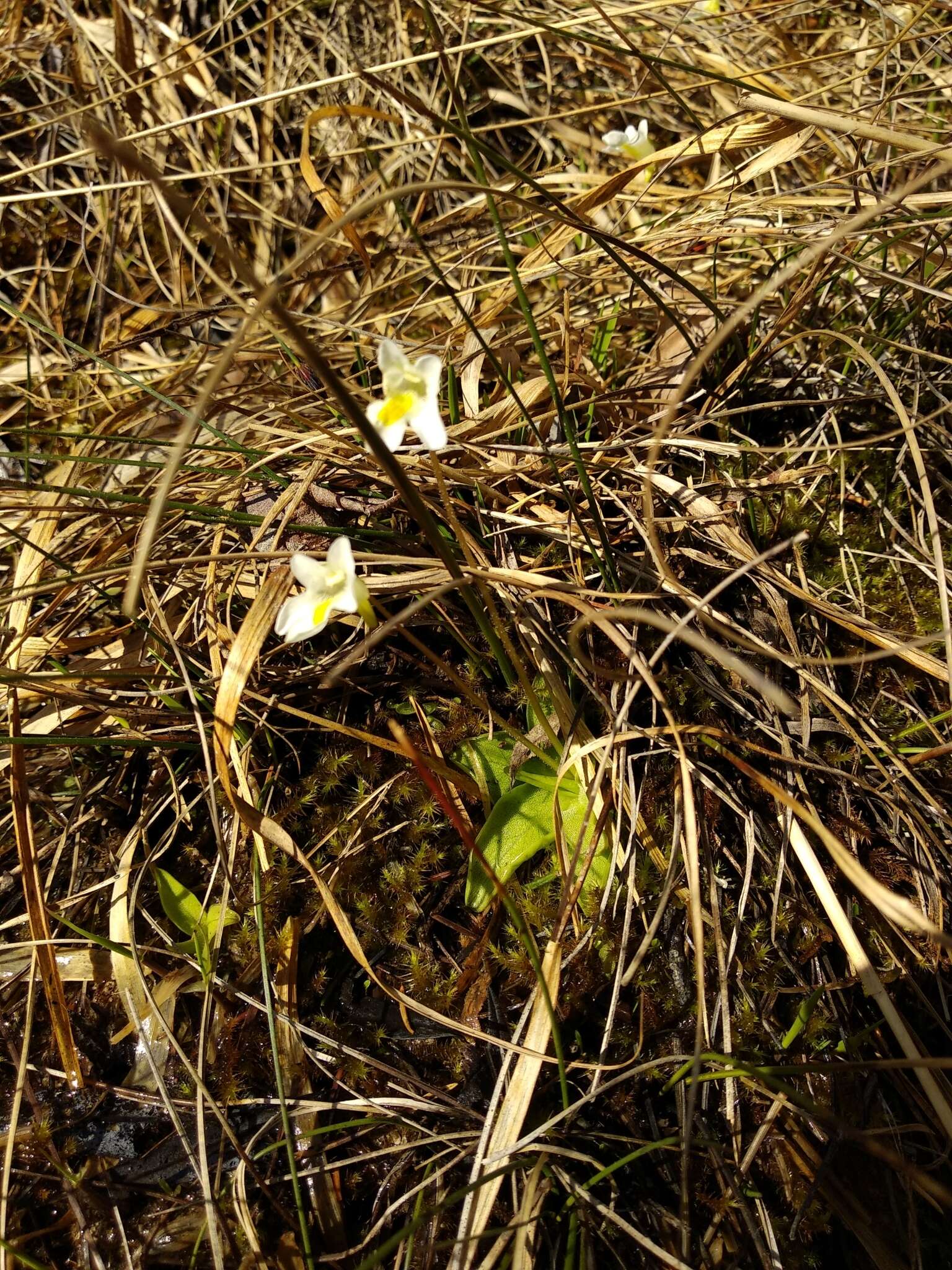 Image of Pinguicula alpina L.