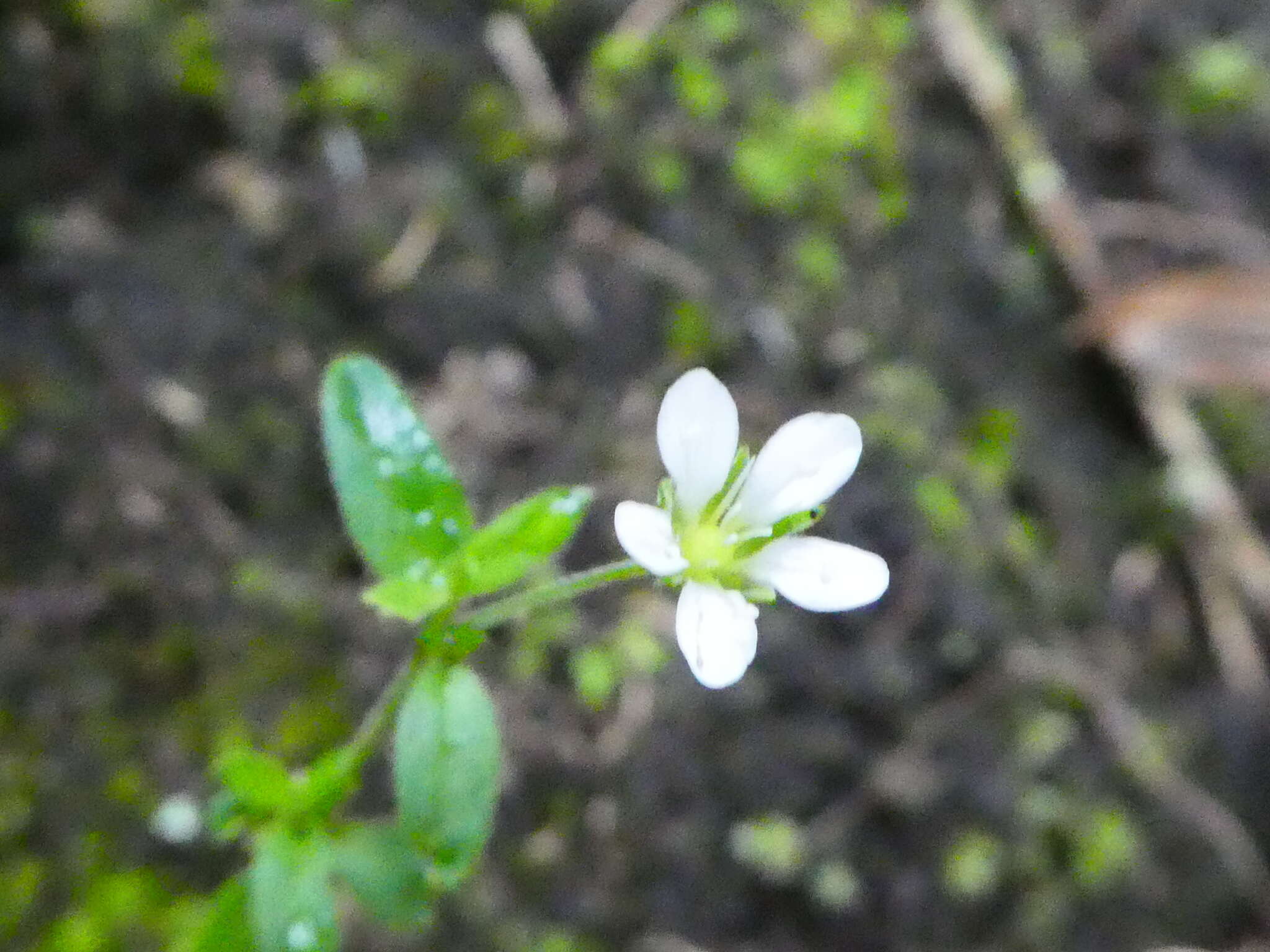 Слика од Arenaria soratensis Rohrb.