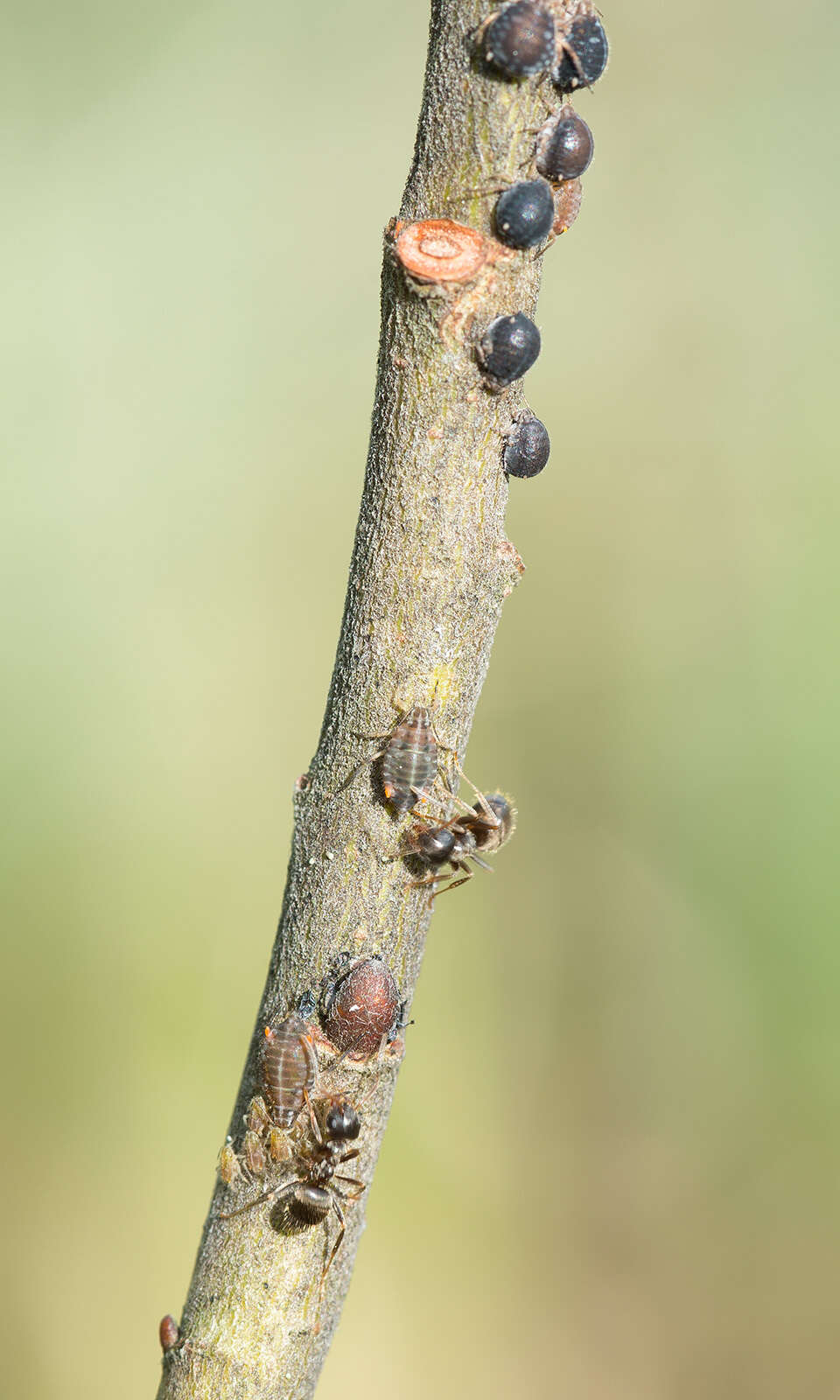 Слика од Pterocomma salicis (Linnaeus 1758)