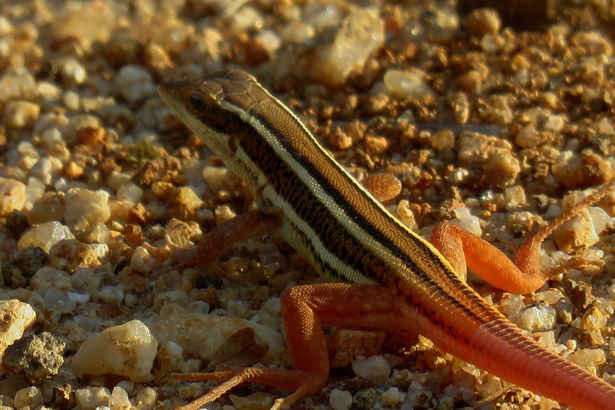 Imagem de Ophisops leschenaultii (Milne-edwards 1829)