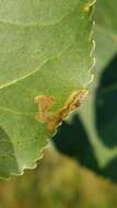 Image of Stigmella populetorum (Frey & Boll 1878) Wilkinson et al. 1979