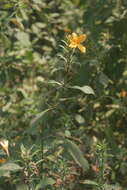 Image of porcupine flower