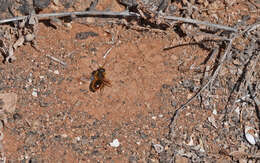 Image of Osmia cinnabarina Pérez 1895