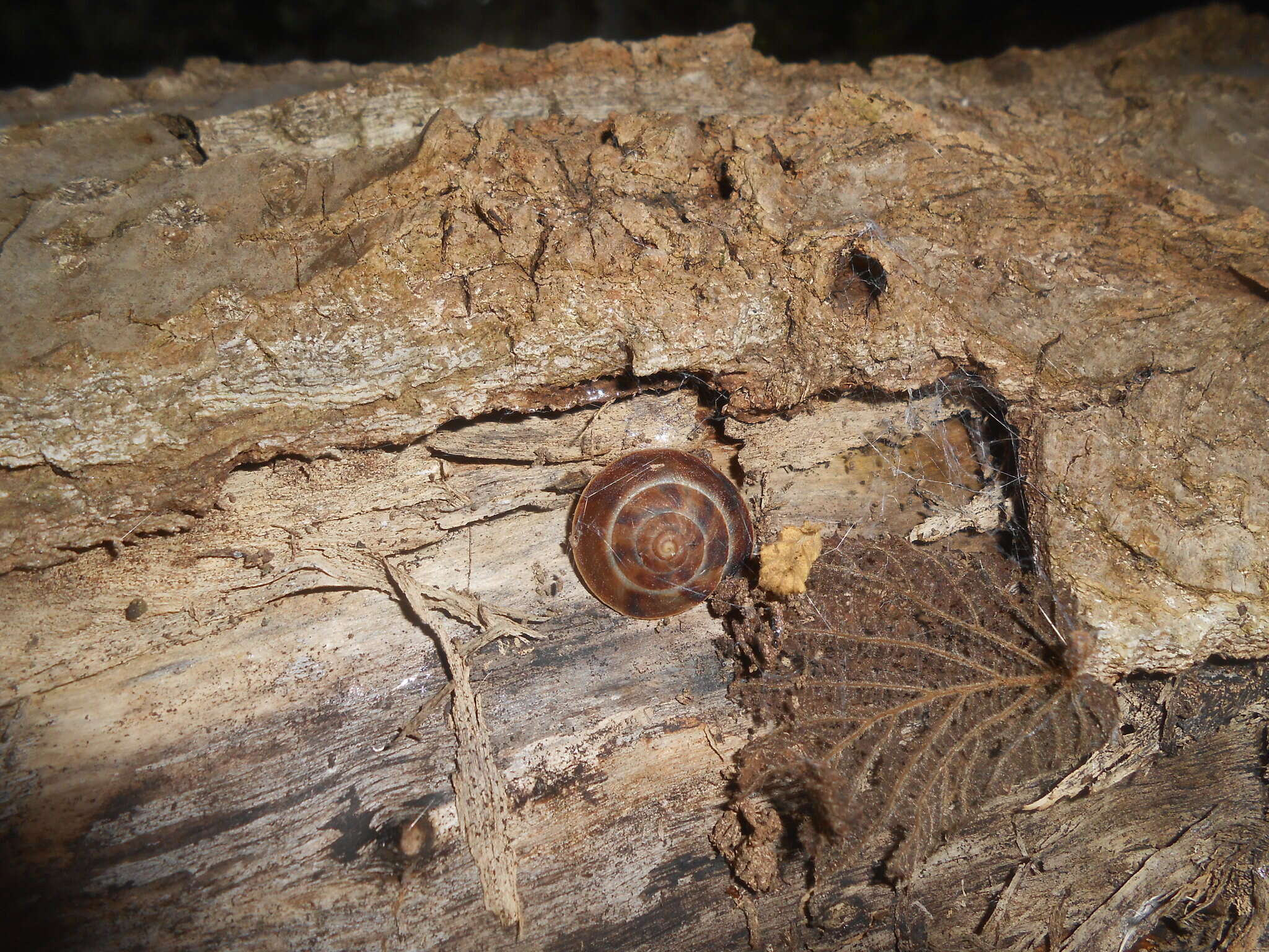 Image of Lapidary Snail