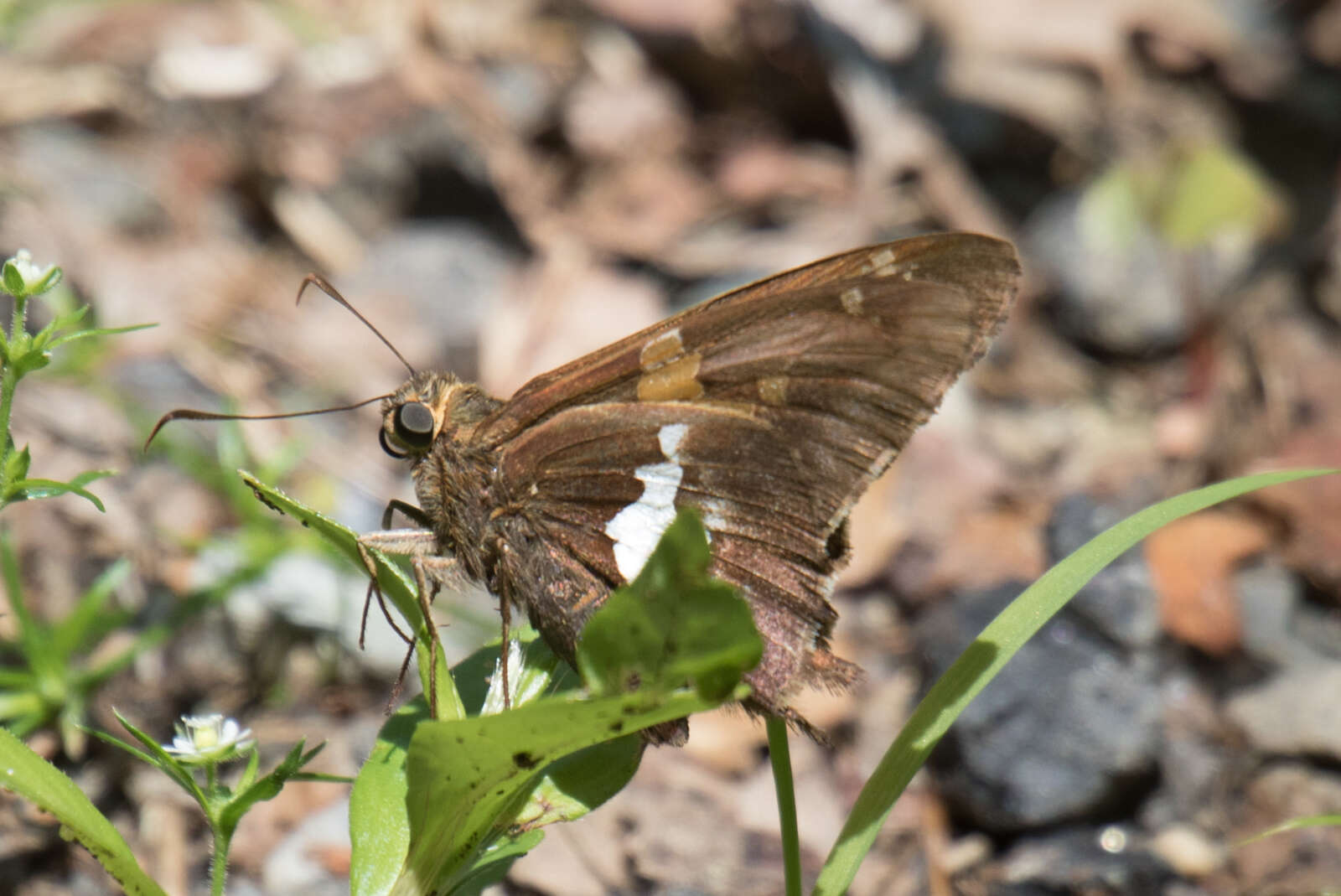 Image of Silver-spotted Skipper