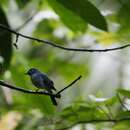 Image of Caerulean Paradise-flycatcher