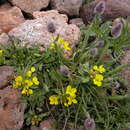 Image of Erysimum gelidum Bunge